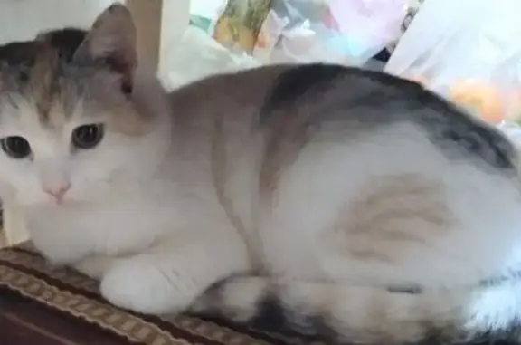 Пропала кошка, Шимкусы, Чувашия - photo