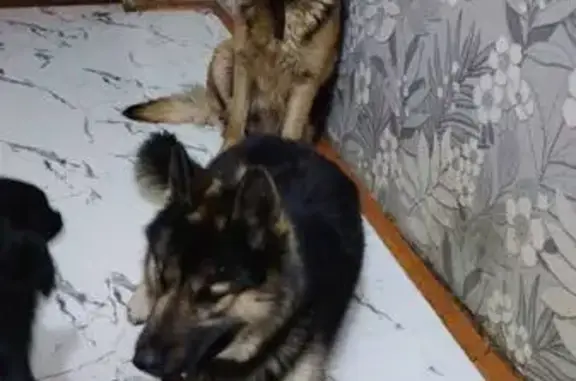 Найдена собака, Москва, фото: Найдены две собаки, Байкальская ул, 35