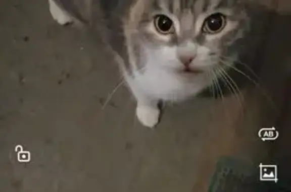 Найдена кошка, Санкт-Петербург, фото: Трехцветная кошка найдена, Бабушкина 76.