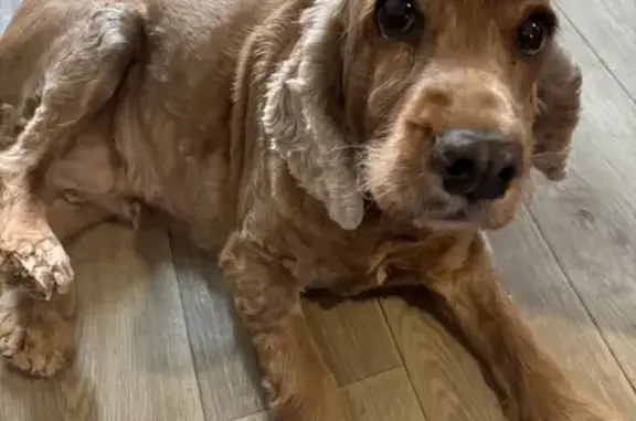 Пропала собака, ул. Полка Нормандия-Неман, 69 - photo