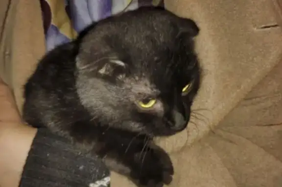 Найденные животные Дубовое, фото: Найдена кошка на ул. Лунной, Дубовое
