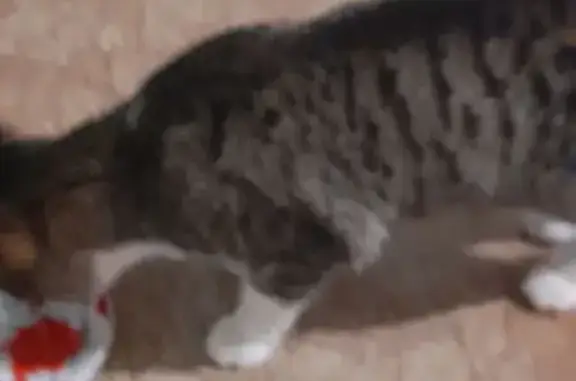 Найденные животные Оренбург, фото: Кошка найдена: ул. Конституции СССР 24