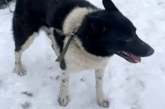 Объявления о пропавших и найденных животных, Луга, фото: Найдена собака, ул. Миккели 1 к1, Луга
