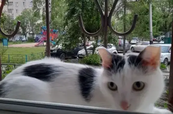 Пропал котик Кеша, ул. Ворошилова, 22 - photo