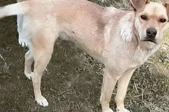 Пропала собака в Ангарске, СНТ Тополек 2 - photo