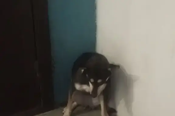 Найдена собака, Новосибирск, фото: Найдена собака: ул. Виктора Уса, 11/1