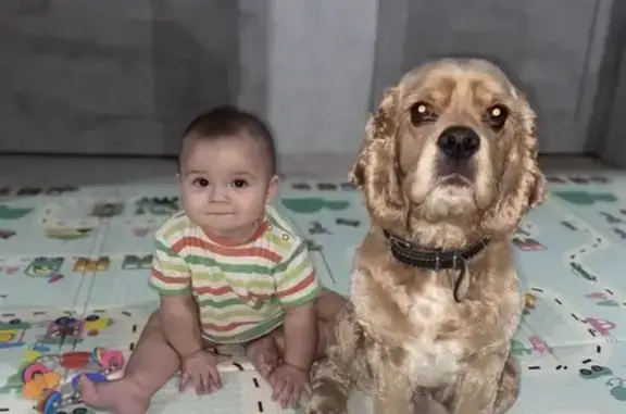 Пропала собака в Красноярске, Кокер. - photo