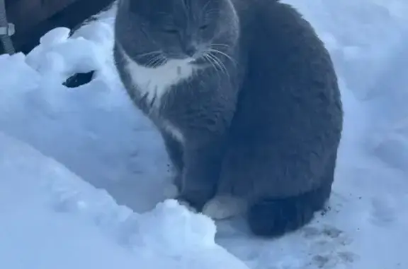 Найдена кошка, Магнитогорск, фото: Кошка найдена: Люгарина 7, Магнитогорск