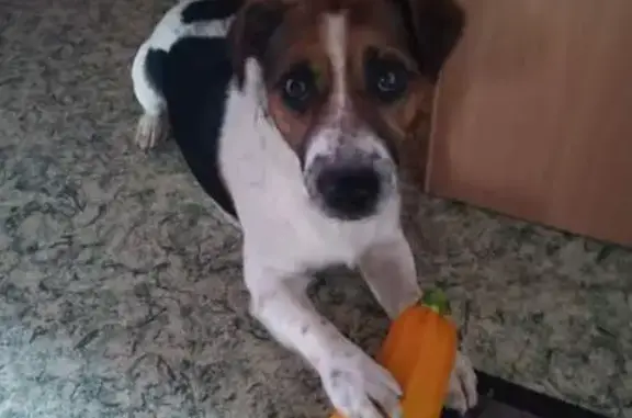 Собаки потеряшки, Северск, фото: Потеряшка собака, Северск, ул. Славского 20Б