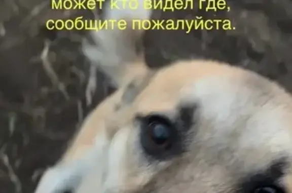 Пропала собака Джек, ул. Гора Куцай, 34 - photo