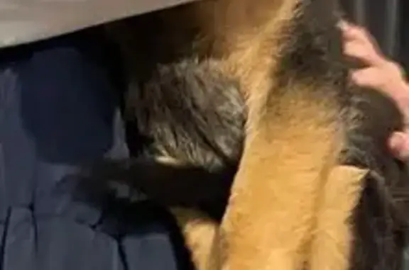 Пропала собака, ул. Окт. Революции, 98, Буй - photo