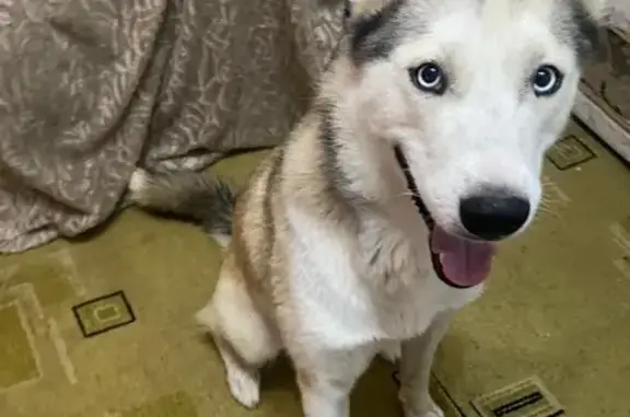 Пропала хаски, видели на Боевом, 25 - photo