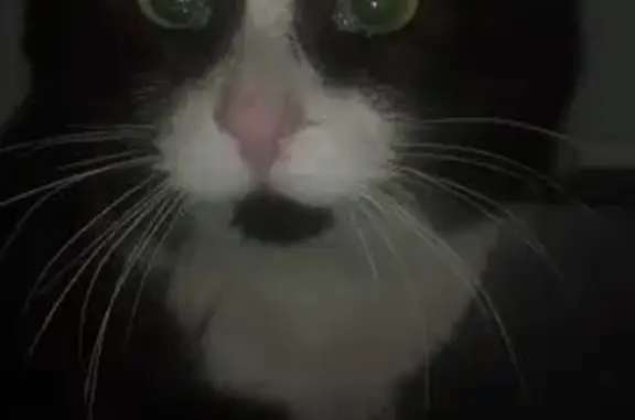 Найдена кошка, Ангарск, фото: Кошка найдена, 57 Ангарск