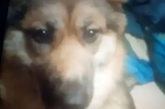 Пропала собака, ул. Жукова 33, Ярославль - photo