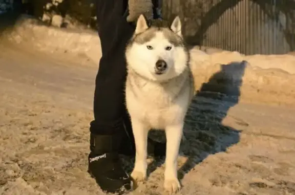 Найдена собака, Манушкино, фото: Собака найдена 10.01 в 23:00, Манушкино