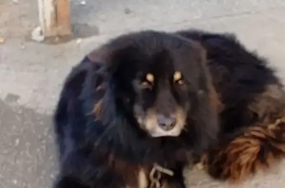 Найдена собака, Михайловск, фото: Собака найдена: Садовая ул., 62, Михайловск