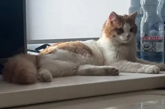 Найденные животные Самара, фото: Кошка найдена на Заводском шоссе, Самара