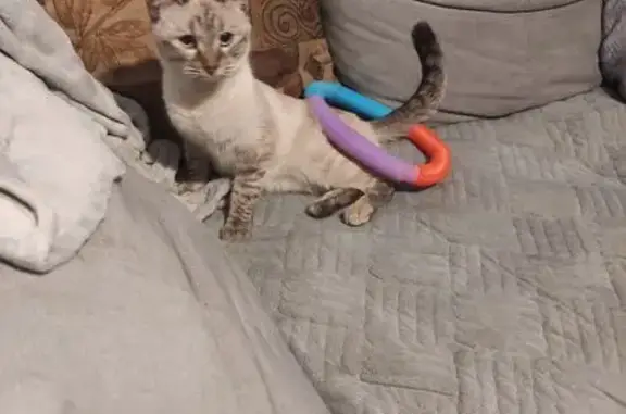 Объявления о пропавших и найденных животных, Старая Купавна, фото: Кошка найдена: ул. Братьев Кругловых, 19