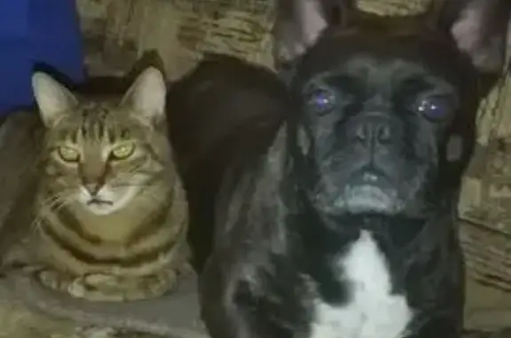 Пропала собака на Мелентьевой, 47 - photo