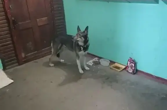 Найденные животные Комсомольск-на-Амуре, фото: Собака найдена у Дикопольцева, 35