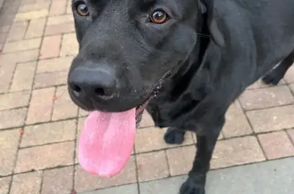 Найдена собака, Краснодар, фото: Найдена собака на Брюсова, 79/1, Краснодар