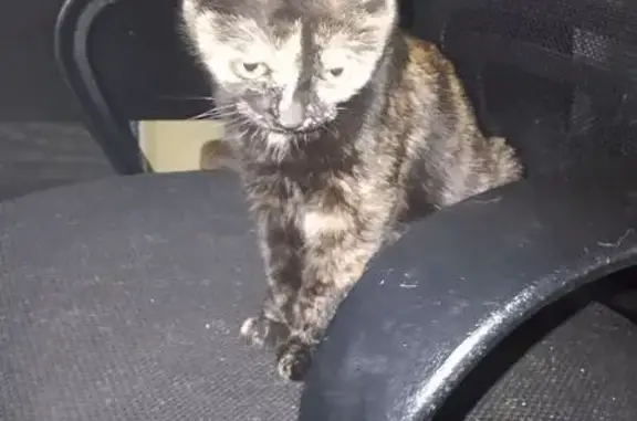 Найденные животные Томск, фото: Кошка найдена: проспект Ленина, 217, Томск