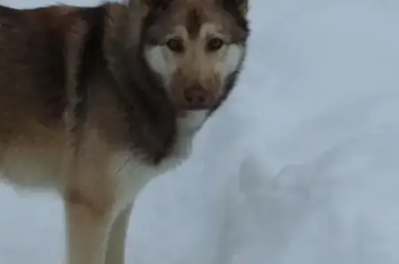 Найдена собака, Саратов, фото: Собака найдена: 6-й Динамовский пр., 72