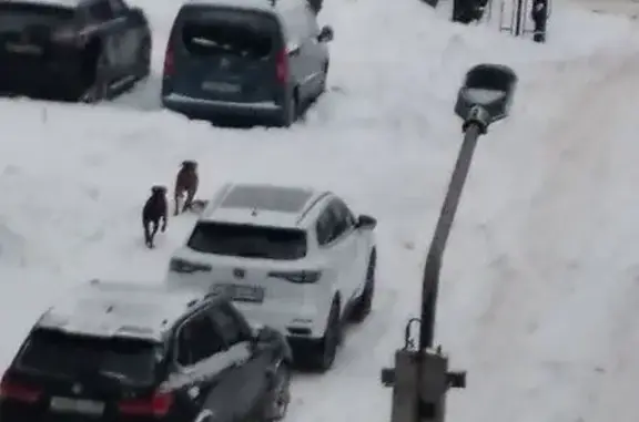 Объявления о пропавших и найденных животных, Владимир, фото: Собаки у ТЦ Крейсер, пр. Ленина 46, Владимир