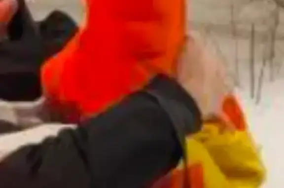 Пропала собака в Заваруевском переулке - photo