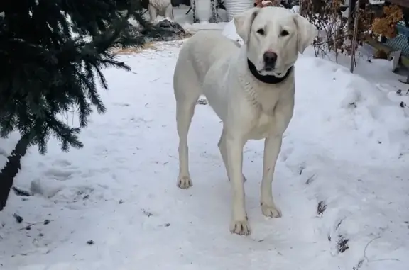 Собака найдена: ул. Красноказачья, 119 - photo