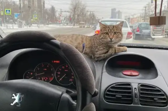 Кошки потеряшки, Челябинск, фото: Потеряшка кошка, ул. Марченко 20, Челябинск