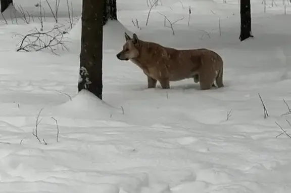 Найдена собака, район Внуково, фото: Собака найдена в парке Рассказовка, Внуково