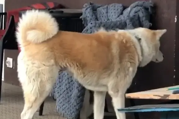 Пропала собака, Воскресенская ул., Краснодар - photo