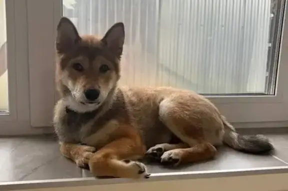 Пропала сиба-ину, Стерлитамак, Башкирия - photo