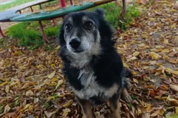 Пропала собака, ул. Ленина 24, Павловская - photo