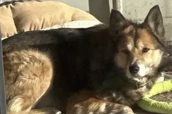 Найдена собака, Владивосток, фото: Собака найдена на Шилкинской 11, Владивосток