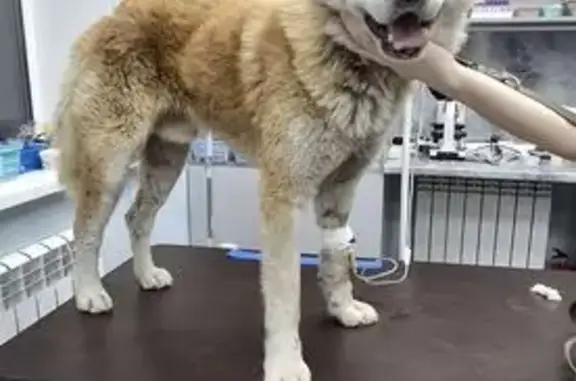 Объявления о пропавших и найденных животных, Брянск, фото: Найдена собака на ул. Чернышевского, Брянск