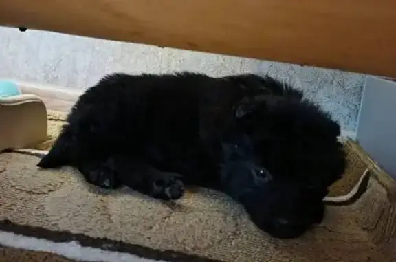 Найденные животные Оренбург, фото: Щенок найден в Оренбурге, ищем хозяев