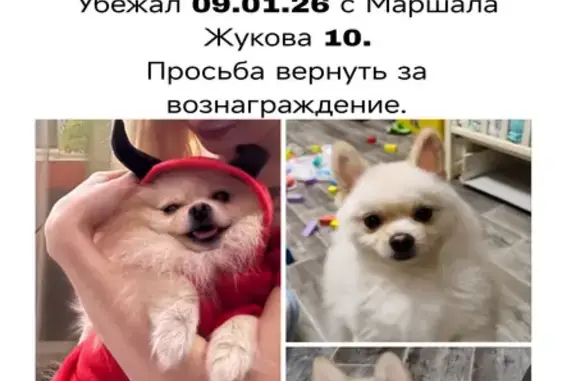 Пропала собака, ул. Маршала Жукова, 10 - photo