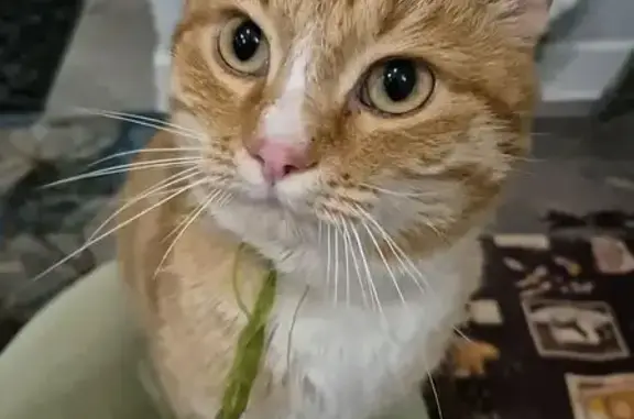 Найдена кошка, Черкизово (пушкинский Р-н), фото: Рыжий кот найден, Станционная ул., МО