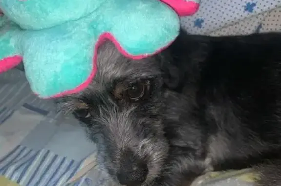 Пропала собака, Набережные Челны, Татарстан - photo