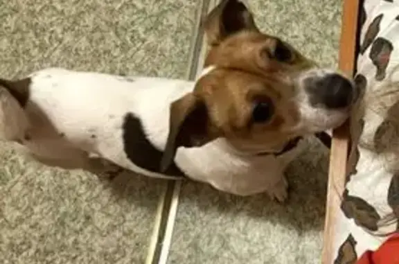 Пропала собака, ул. Переходникова, 5А - photo