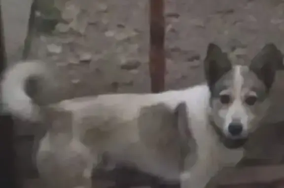 Пропала собака, ул. Крылова, 178, Майкоп - photo