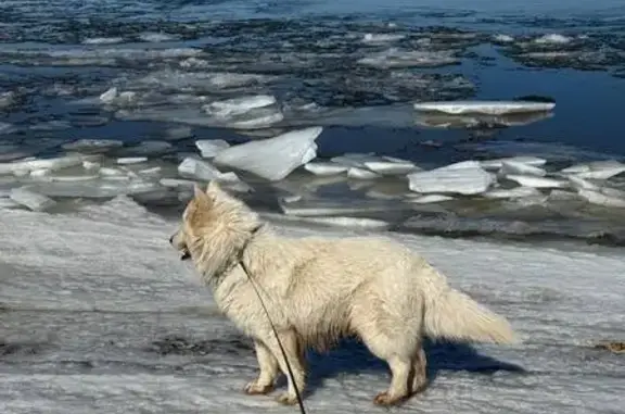 Пропала собака Барс, Чувашия, р-н Волги - photo