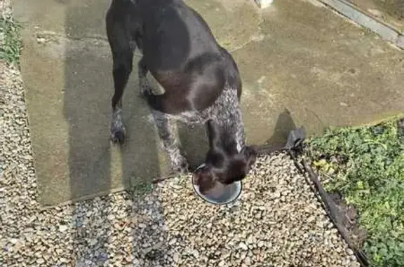 Найдена собака, Кирпильская, фото: Найдена собака: ул. Чернышевского, Кирпильская