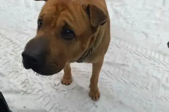 Найдена собака, Софьино, фото: Рыжая собака найдена в Софьино, МО