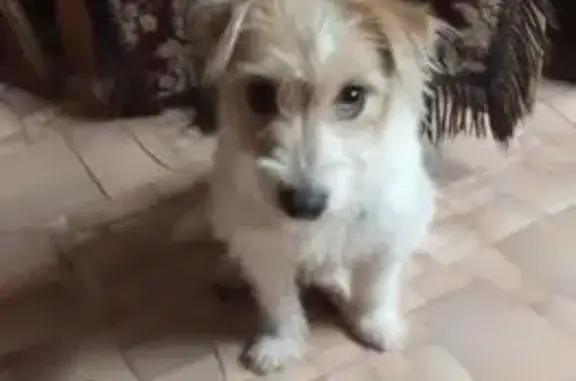 Найденные животные Ярославль, фото: Собака найдена, ул. Шевелюха, Ярославль