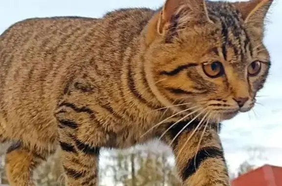 Пропал котик, Яранск, Кировская обл. - photo