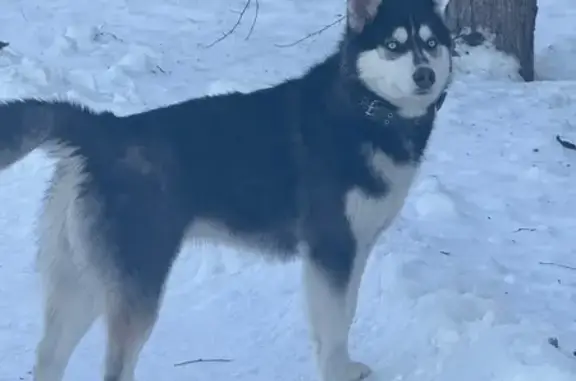 Объявления о пропавших и найденных животных, Бийск, фото: Хаски найдена на Социалистической, 110