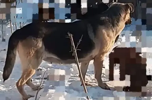 Пропала собака, ул. Ногина, Оренбург - photo